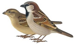 vogelhuisje mus2