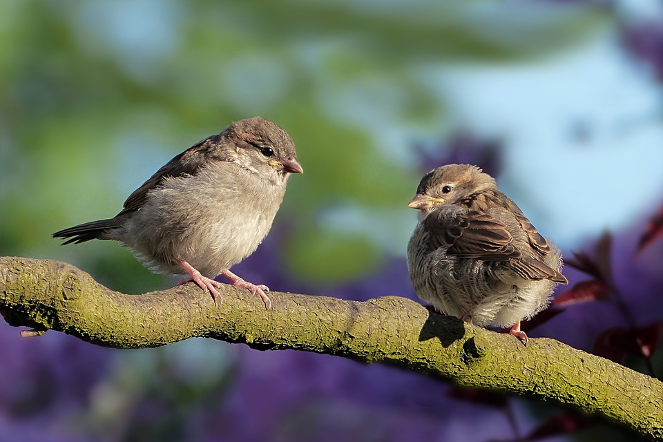 vogelhuisje mus