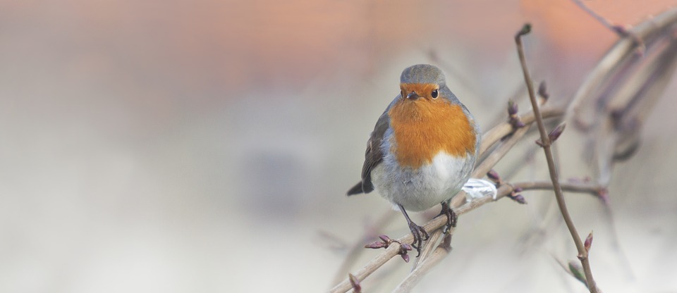 Vogelhuisje roodborstje