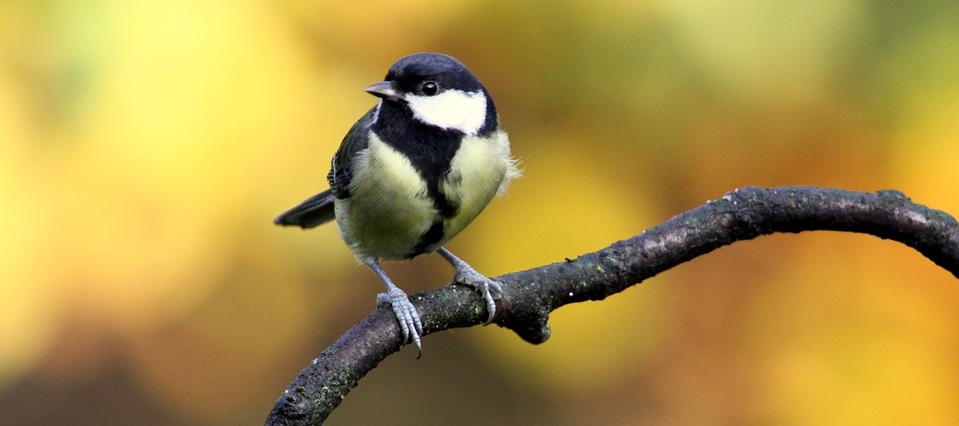 vogelhuisje koolmees