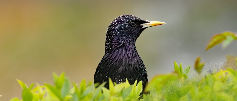 vogelhuisje spreeuw