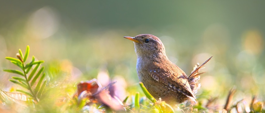 vogelhuisje winterkoning