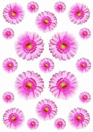 Fietsstickers Gerbera roze