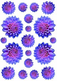 Fietsstickers bloemen Dahlia blauw/rood