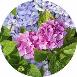 Groot rond tafelzeil hortensia (160cm)